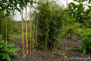 Bambus haven nær Brande