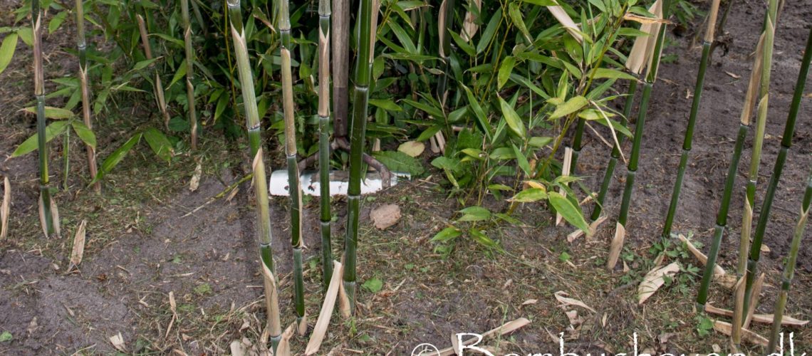 Bambus haven ved Karstoft Herning